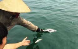 Hà Tĩnh lập Hội đồng đánh giá thiệt hại môi trường