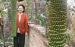 Kỳ lạ: Cây chuối 300 nải vẫn tiếp tục trổ hoa