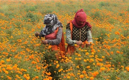 Phụ nữ góa chồng Ấn Độ thuê đất, lập nhóm để duy trì nguồn cung cấp thực phẩm 