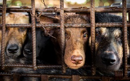 Một triệu chữ ký trên toàn thế giới yêu cầu chấm dứt nạn buôn bán thịt chó mèo ở Đông Nam Á