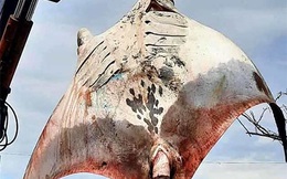 Ngư dân Bình Thuận bắt được “quái vật đại dương” nặng 800 kg