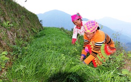 Nữ doanh nhân nặng lòng với đồng bào dân tộc Mông ở Lao Chải