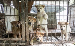 Xây dựng thành phố đầu tiên ở Việt Nam không tiêu thụ thịt chó, mèo