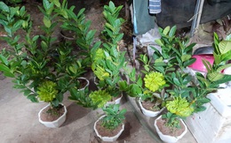 Người phụ nữ tuổi 40 thắng lớn 70 triệu nhờ cận Tết buôn được lô cây phật thủ bonsai giá mềm