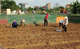 Bắc Giang: Giúp hội viên bị cách ly trồng dưa lê đến ngày xuống giống