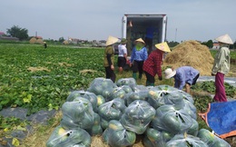 Bắc Ninh: Phụ nữ Lương Tài kết nối, hỗ trợ tiêu thụ nông sản