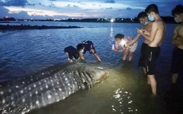 Cá lạ dài 4 mét, nặng hơn 1 tấn trôi dạt vào bờ biển Nghệ An