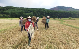 Chị em thu hoạch lúa giúp gia đình hội viên đang cách ly 