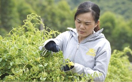 Phát triển cây dược liệu Kim ngân hoa giúp xóa đói giảm nghèo cho phụ nữ dân tộc thiểu số
