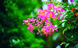 Tường hoa trong nỗi nhớ
