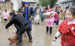 Trung Quốc: Dùng lợn con để khen thưởng học sinh giỏi