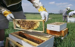 Nghiên cứu mới cho thấy loài ong có khả năng thay đổi thời tiết