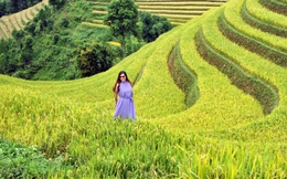 Yên Bái: Những nẻo đường thơm nức