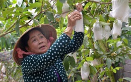 Phụ nữ Tiền Giang phát triển kinh tế thích ứng với biến đổi khí hậu