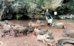 Người phụ nữ Bru - Vân Kiều U50 thoát nghèo nhờ nuôi lợn rừng