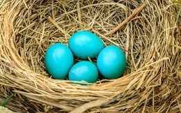 Tại sao một số loài chim có trứng có màu xanh?