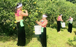 Đổi thay trên những đồi ngọn đồi “vàng”