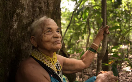 "Nữ thần cây" Ấn Độ: Chẳng nhớ tuổi mình chỉ nhớ tên cây, dành phần lớn cuộc đời để hồi sinh cánh rừng bạt ngàn