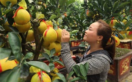 Bưởi Diễn cảnh “đổ bộ” vào TP.HCM đón Tết