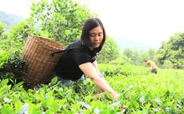 Nguồn vốn nhỏ đồng hành với cô gái Mường thoát nghèo, phát triển thương mại nông nghiệp miền núi