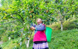 Cây ăn quả ôn đới "hợp" đất vùng cao, giúp người dân ổn định đời sống