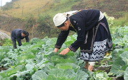 Sản xuất nông sản hữu cơ - hướng đi mới của người dân vùng cao Yên Sơn