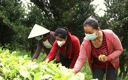 Tiền Giang: Hỗ trợ phụ nữ phát triển kinh tế, giảm nghèo bền vững