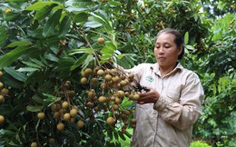 Mùa trái ngọt ở Sông Mã