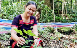 Cô gái Ca Dong không ngừng sáng tạo, nâng tầm sản vật núi rừng Nam Trà My 