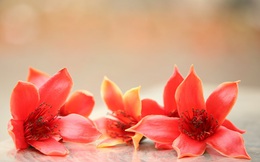 Nao nao tháng Ba, hoa gạo…