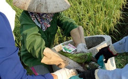 Hải Phòng: Phụ nữ Vĩnh Bảo hành động vì cánh đồng xanh và sạch