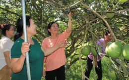 Đồng Nai: “Tổ hợp tác trồng bưởi” tạo nguồn thu nhập cho phụ nữ ấp Vĩnh Hiệp