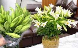 Hoa loa kèn vào mùa giá hạ nhiệt, "chợ mạng" rao bán chỉ từ 49k/50 bông 