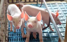 Đi chợ không nên mua phần thịt lợn chứa nhiều độc tố này