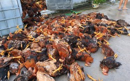 Hải Dương: Sét đánh chết 6 nghìn con gà trong trang trại gia đình