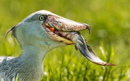 Loài chim hung tợn nhất thế giới: Sở hữu bộ mặt "khó ở" đủ biết phải tránh xa