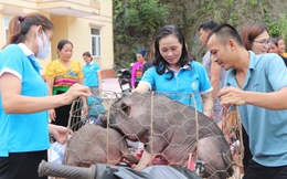 Thanh Hóa: Thành lập Tổ hợp tác nuôi lợn nái đen do phụ nữ làm chủ 