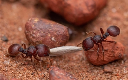 Loài kiến có tổng trọng lượng lớn hơn cả các loài chim hoang dã và động vật có vú cộng lại