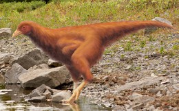 Các nhà khoa học đã có thể tạo ra những con gà có đặc điểm của khủng long