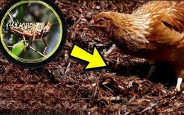 Trung Quốc huy động gấp gần 3 triệu con gà để tiêu diệt loài côn trùng gây thiệt hại 100 tỷ đồng mỗi năm