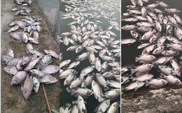 UBND huyện Mai Sơn thông tin sau vụ cá chết hàng loạt ở Sơn La