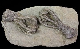 Phát hiện hóa thạch "người ngoài hành tinh" 280 triệu năm tuổi tại Tây Úc