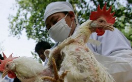 Mức độ nguy hiểm và cách phòng tránh cúm gia cầm H5N1