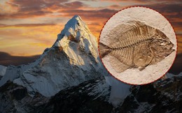 Tại sao trên dãy Himalaya lại có hóa thạch của loài cá?