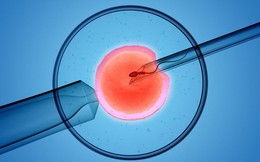 Sinh con bằng phương pháp IVF như Minh Hằng thì con có thông minh hơn không?