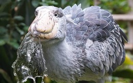 Cò Shoebill: Nhìn xấu xí nhưng lại ăn thịt được cả linh dương và cá sấu