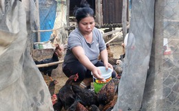 Mô hình gà thả vườn tạo sinh kế cho bà con dân tộc Mạ