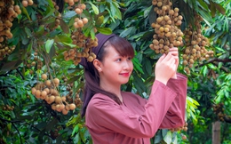 Mùa nhãn "thơm ngọt tiếng cười" trên đất Hưng Yên