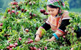 "Báu vật" trên cao nguyên trắng giúp phụ nữ dân tộc phát triển kinh tế