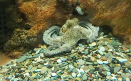 Oclantis: Thành phố dưới nước do bạch tuộc xây dựng
